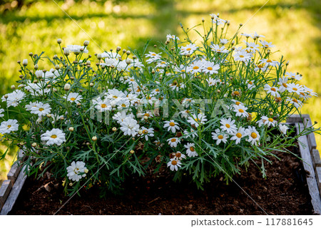 Chamaemelum nobile, commonly known as chamomile , is a low perennial plant Chamaemelum nobile, commonly known as chamomile , is a low perennial plant 117881645