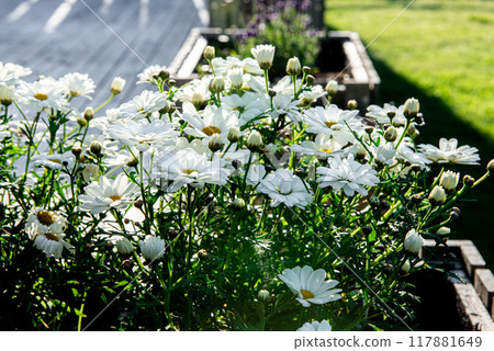 Beautiful White Camille flowers in the green grass background on a sunny day, Arctic chamomile macro, summer background 117881649
