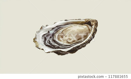 Watercolor illustration of delicious raw oysters in their shells 117881655