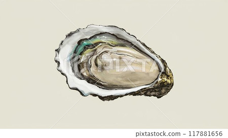 Watercolor illustration of delicious raw oysters in their shells Watercolor illustration of delicious raw oysters in their shells 117881656