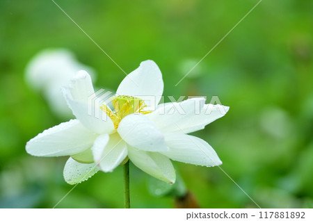 Lotus flowers seen in the countryside 117881892