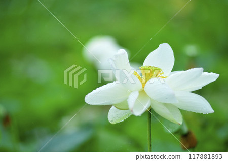Lotus flowers seen in the countryside 117881893