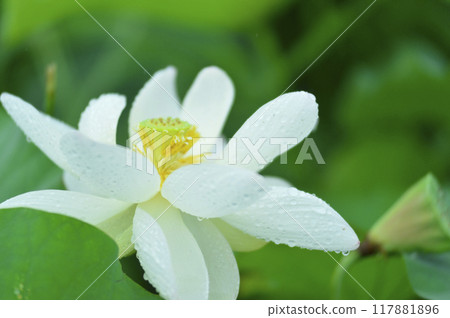 Lotus flowers seen in the countryside 117881896
