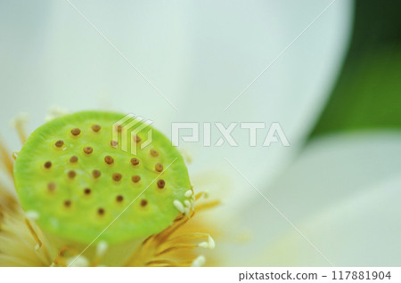 Lotus flower seen in the countryside Lotus flower seen in the countryside 117881904