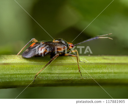 Red spotted plant bug on plant stem Red spotted plant bug on plant stem 117881905