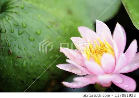 Water lily blooming in pond 117881928