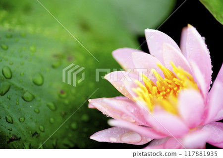 Water lily blooming in pond Water lily blooming in pond 117881935