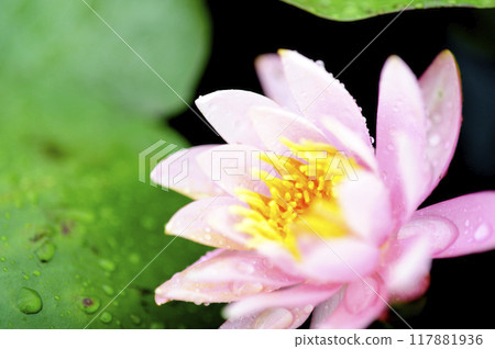 Water lily blooming in pond Water lily blooming in pond 117881936