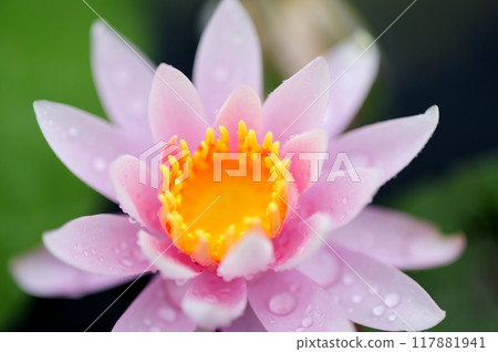 Water lily blooming in pond 117881941