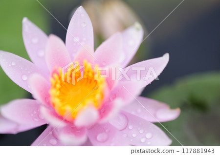 Water lily blooming in pond Water lily blooming in pond 117881943