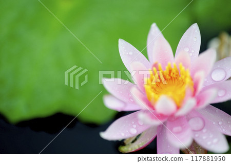 Water lily blooming in pond 117881950