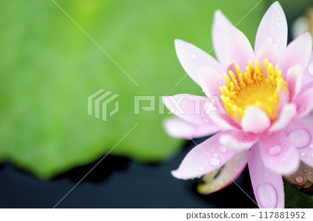 Water lily blooming in pond Water lily blooming in pond 117881952