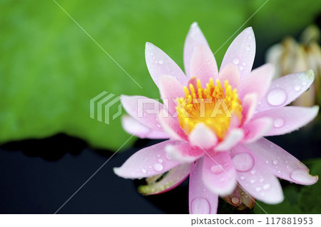 開花在池塘的荷花 117881953