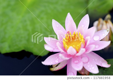 Water lily blooming in pond 117881958