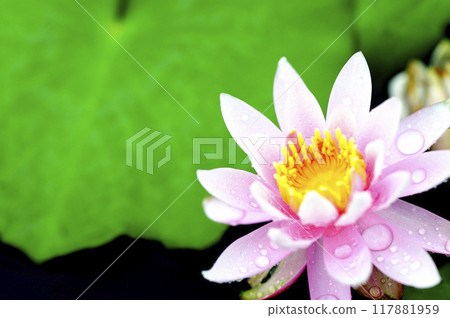 Water lily blooming in pond 117881959