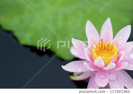 Water lily blooming in pond 117881960