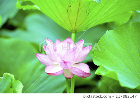 Lotus flowers seen in the countryside Lotus flowers seen in the countryside 117882147