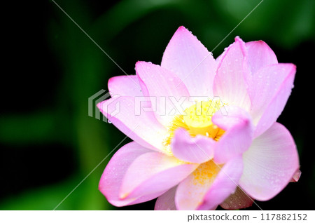Lotus flowers seen in the countryside 117882152