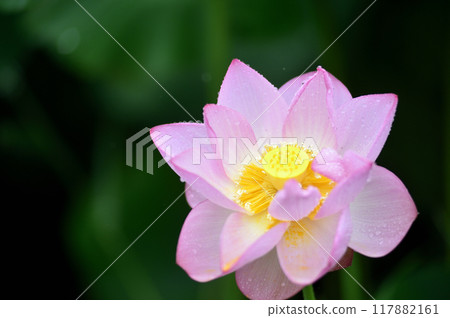 在農村看到的蓮花 117882161