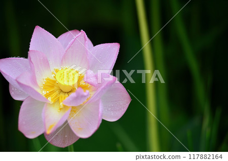 Lotus flowers seen in the countryside 117882164