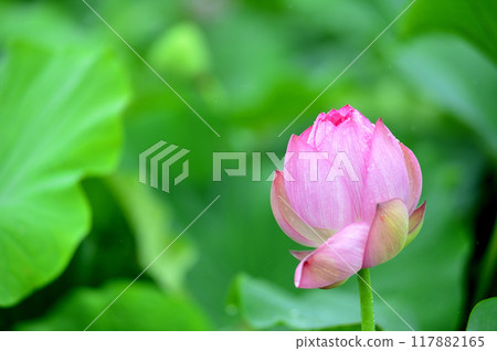 Lotus flowers seen in the countryside Lotus flowers seen in the countryside 117882165