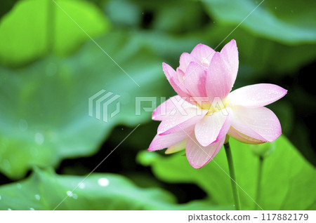 Lotus flowers seen in the countryside Lotus flowers seen in the countryside 117882179