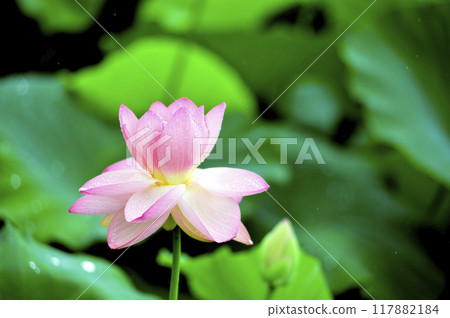 Lotus flowers seen in the countryside 117882184