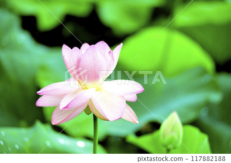 Lotus flowers seen in the countryside 117882188