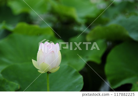 Lotus flowers seen in the countryside 117882225