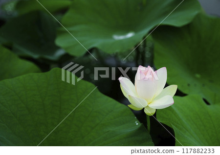 Lotus flowers seen in the countryside 117882233