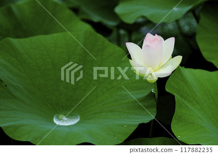 在農村看到的蓮花 在農村看到的蓮花 117882235