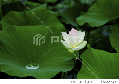在農村看到的蓮花 117882236