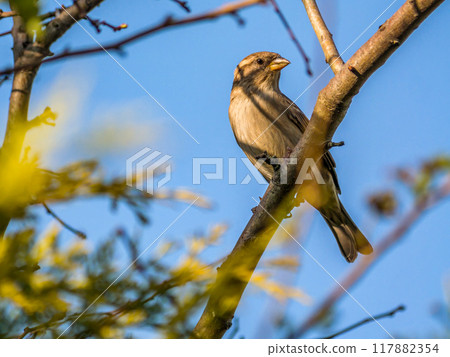 House sparrow perching House sparrow perching 117882354