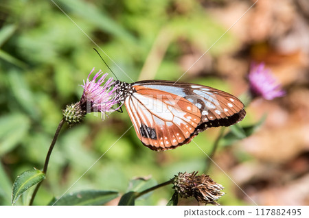 Traveling butterfly [Monarch butterfly] 117882495