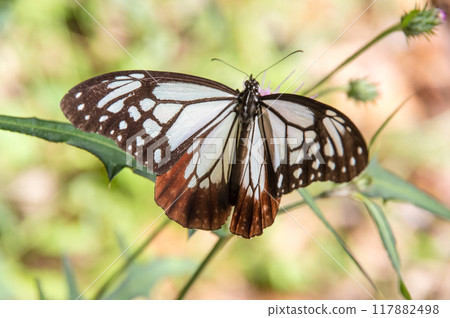 Traveling butterfly [Monarch butterfly] 117882498