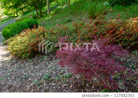 Amazing view on  garden path  and awe nature  in Maulevrier Japanese garden   (Pays de la Loire departament) 117882501