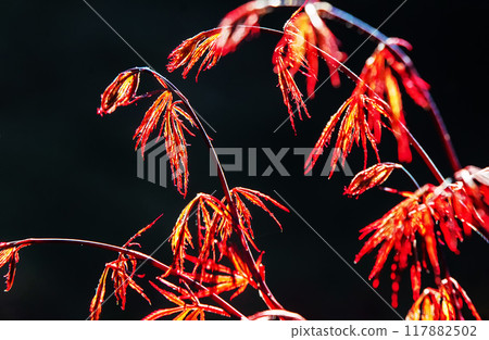 Fantastic red leaves of japanese maple  (red maple) which originally growin Japan and South Korea 117882502