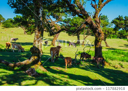 Fanal forest trees on Madeira island, Portugal Fanal forest trees on Madeira island, Portugal 117882918