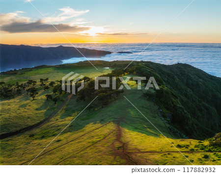 Aerial view of Fanal forest trees on Madeira island, Portugal 117882932