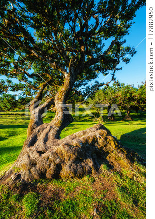 Fanal forest trees on Madeira island, Portugal Fanal forest trees on Madeira island, Portugal 117882950