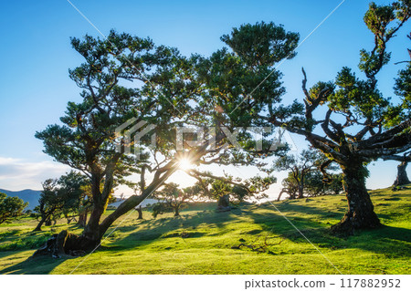 Fanal forest trees on Madeira island, Portugal 117882952