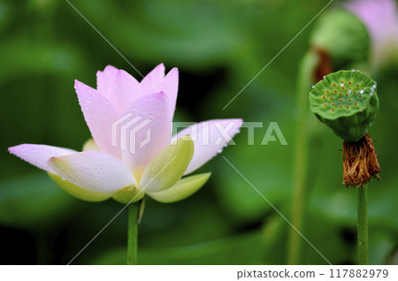 Lotus flowers seen in the countryside 117882979