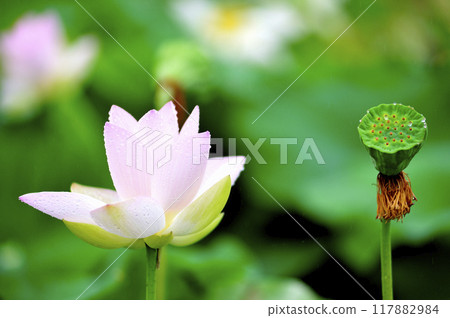 在農村看到的蓮花 117882984