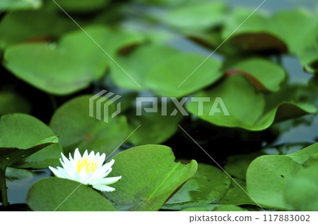 開花在池塘的荷花 117883002
