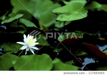 開花在池塘的荷花 117883003