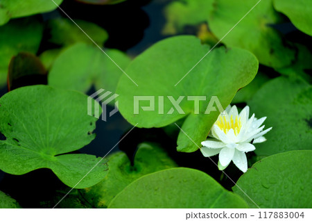 開花在池塘的荷花 117883004