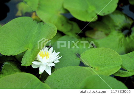 開花在池塘的荷花 117883005