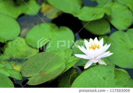 開花在池塘的荷花 開花在池塘的荷花 117883008