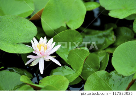 Water lily blooming in pond 117883025