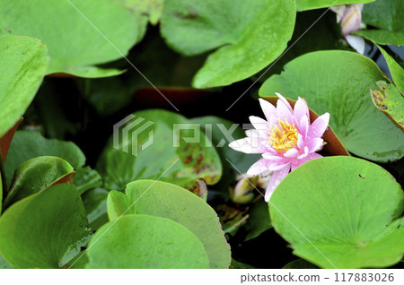 Water lily blooming in pond 117883026